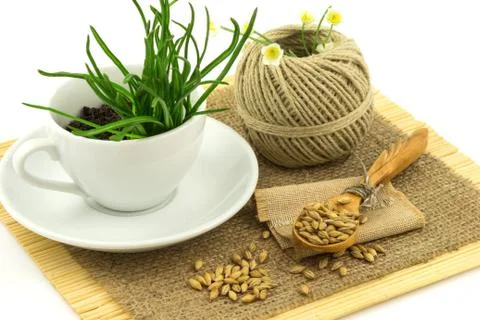 Composition from grass in the cup and plate, seeds, mat, sacking, spoon, thre Stock Photos