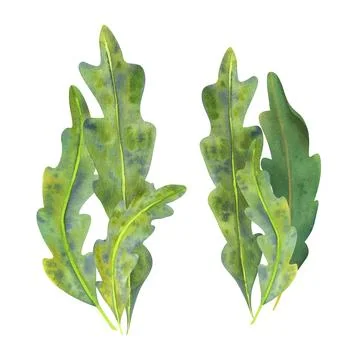 Composition of green algae painted in watercolor. Separate on a white backgro Stock Illustration