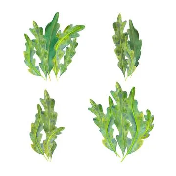 Composition of green algae painted in watercolor. Separate on a white backgro Stock Illustration