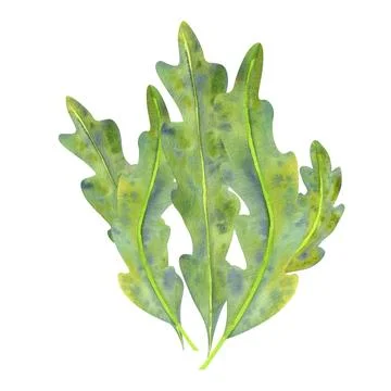 Composition of green algae painted in watercolor. Separate on a white backgro Stock Illustration