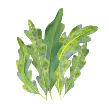 Composition of green algae painted in watercolor. Separate on a white backgro Stock Illustration