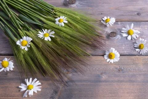 Composition of green barley and chamomiles on a table Stock Photos