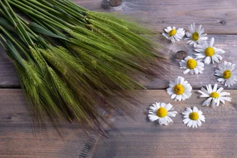 Composition of green barley and healing chamomile on a table Stock Photos