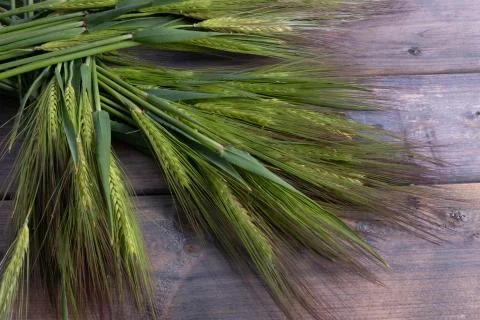 Composition of green barley on a table Stock Photos
