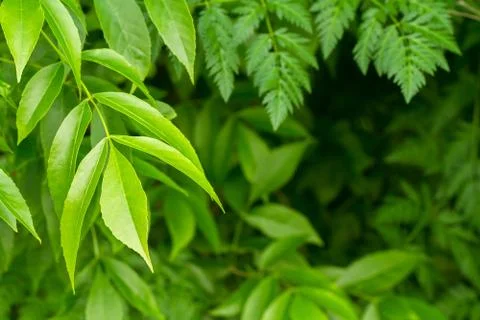 A composition of green leaves of different trees. Stock-Fotos