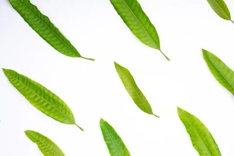 Composition of green mango leaves Stock Photos