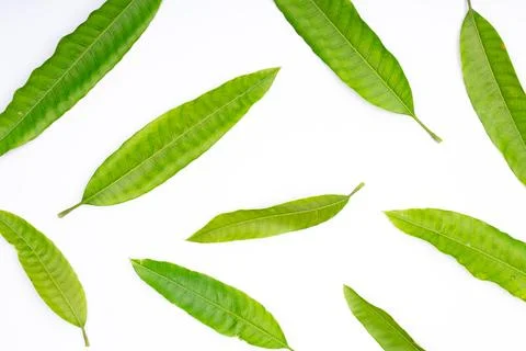 Composition of green mango leaves Stock Photos