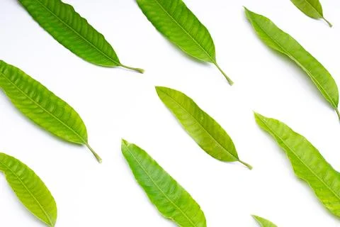 Composition of green mango leaves Stock Photos