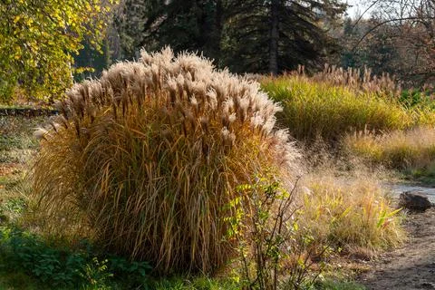 Composition of groups of ornamental grass in the time of autumn. Stock Photos