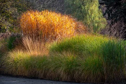Composition of groups of ornamental grass in the time of autumn. Stock Photos
