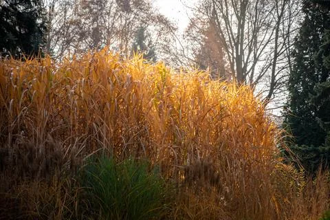 Composition of groups of ornamental grass in the time of autumn. Colorful tre Foto stock