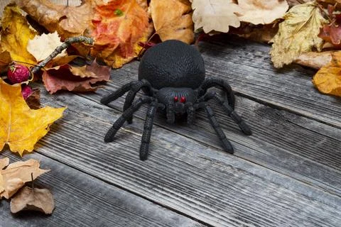 Composition Halloween. Stock Photos