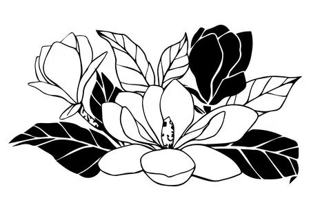 Composition with hand drawn vector magnolia flower, set of contour and outline Stock Illustration