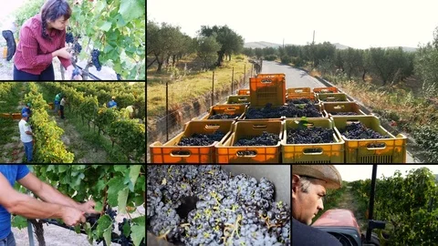 Composition of on Havesting Grapes in South Italy- Farmer's work in vineyard 動画素材 81986302