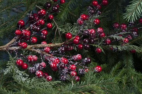 Composition of a holly branch and its red berries on a thick pile of fir br.. Stock Photos