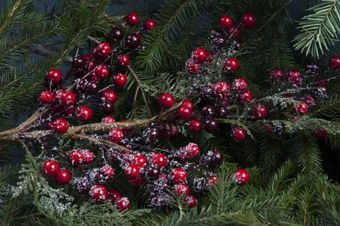 Composition of a holly branch and its red berries on a thick pile of fir br.. Stock Photos