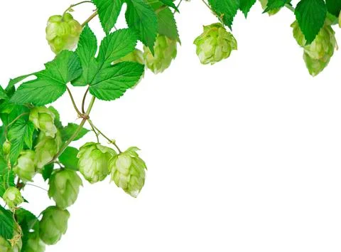 Composition of hops isolated on a white background Stock Photos