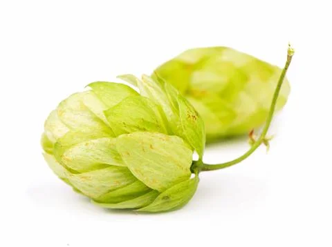 Composition of hops isolated on a white background 스톡 사진
