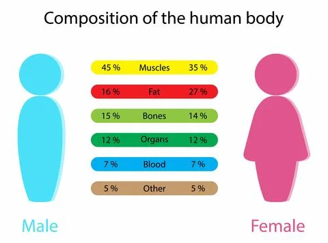 Composition of the human body, Differences in the body of men and women Stock Illustration