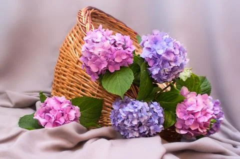 Composition of hydrangeas Stock Photos