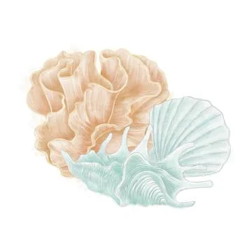 Composition of illustrations of shells and corals, blue and beige on a white  Stock Illustration