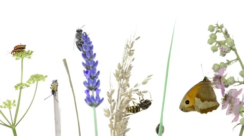Composition of insects Stock Footage 47017025