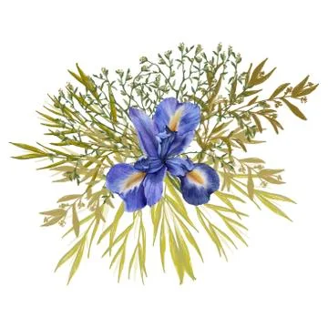 Composition of iris flowers with foliage. Isolated watercolor illustration. B Stock Illustration