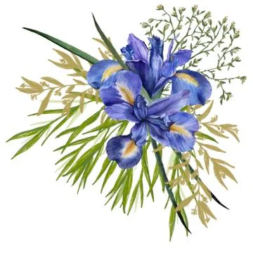 Composition of iris flowers with foliage. Isolated watercolor illustration. B Stock Illustration