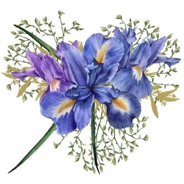 Composition of iris flowers with foliage. Isolated watercolor illustration. B Stock Illustration