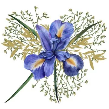 Composition of iris flowers with foliage. Isolated watercolor illustration. B Stock Illustration