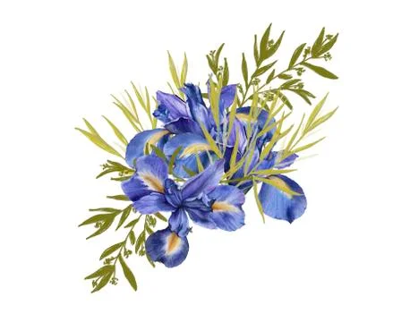 Composition of iris flowers with foliage. Isolated watercolor illustration. B Stock Illustration