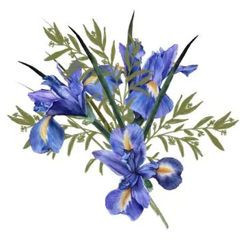 Composition of iris flowers with foliage. Isolated watercolor illustration. B Stock Illustration