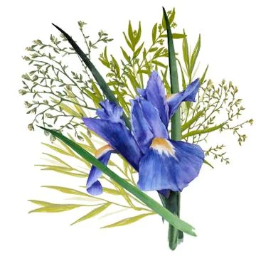Composition of iris flowers with foliage. Isolated watercolor illustration. B Stock Illustration