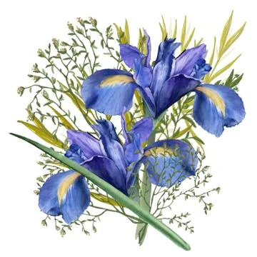 Composition of iris flowers with foliage. Isolated watercolor illustration. B Stock Illustration