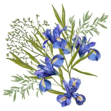 Composition of iris flowers with foliage. Isolated watercolor illustration. B Stock Illustration