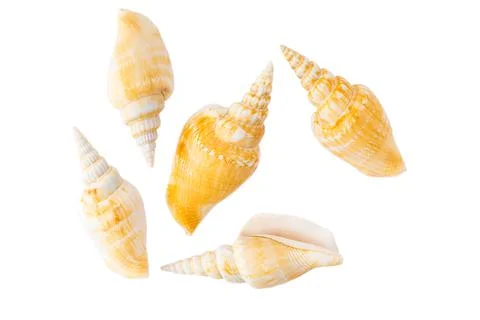 Composition of isolated exotic sea shells on white background top view Foto stock