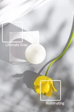 Composition with a jar of cream, cube, yellow tulip and shadows. Concept on t Stockfoto's