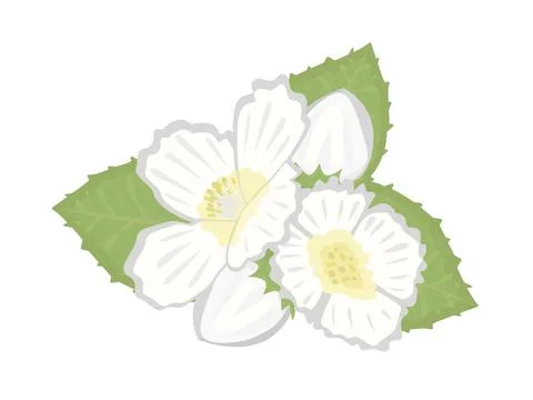 Composition of jasmine flowers Stock Illustration
