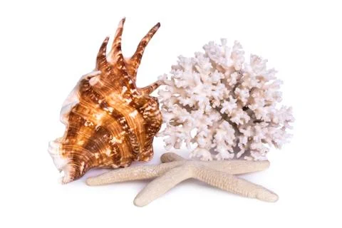 A composition of large sea shell, starfish and coral is isolated on a white b Stock Photos
