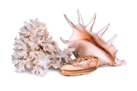 A composition of large sea shell, starfish and coral is isolated on a white b Stock Photos
