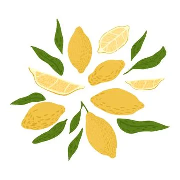 Composition from lemon and foliage on white background. Abstract botanical sk Stock Illustration