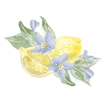 Composition lemon cut with flowers and leaves Stock Illustration