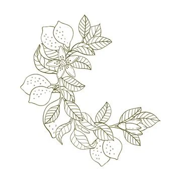 A composition of lemon twigs and lemons in the form of a wreath. Citrus compo Stock Illustration