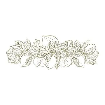 A composition of lemon twigs and lemons. A composition of citrus fruits in .. Stock Illustration