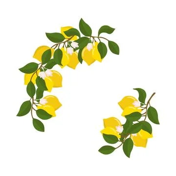 A composition of lemon twigs and lemons in the form of a wreath. Citrus com.. Stock Illustration