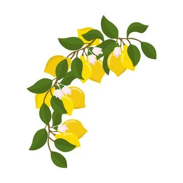 A composition of lemon twigs and lemons in the form of a wreath. Citrus com.. Stock Illustration