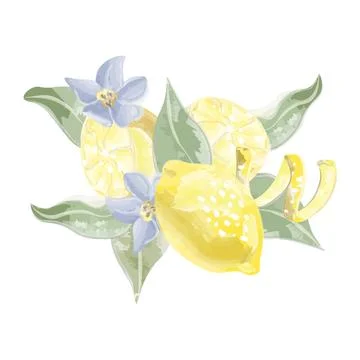 Composition of lemons lemon peel vector watercolor Stock Illustration