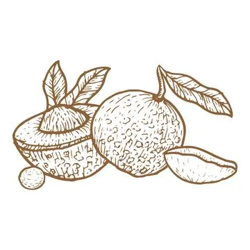 Composition of longan whole fruit with halves and bones. Stock Illustration