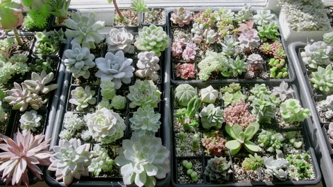 Composition of many pots with succulents on the windowsill. The rays of the sun Stock Footage 218235179