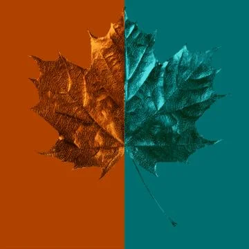 Composition of maple leaf on colored background Stockfoto's
